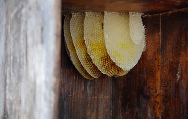 ミツバチの巣[徳島県ミツバチ駆除サービス]