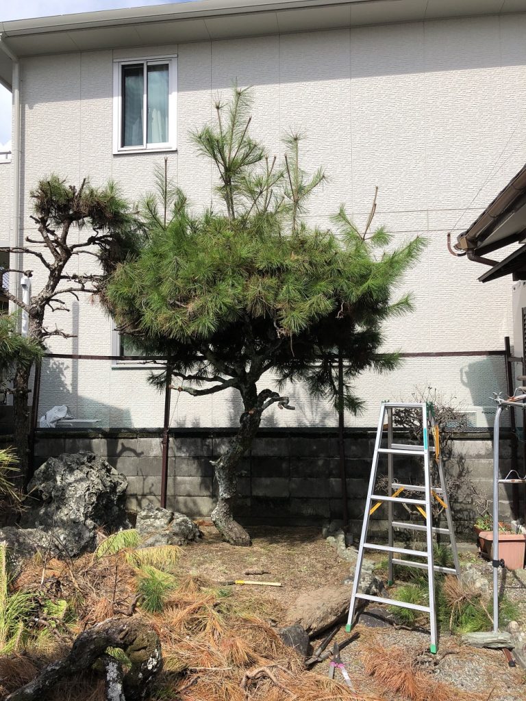小松島市で庭木の剪定のご依頼　お客様の声